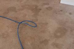 carpet-cleaning-southerncarpetsolutions